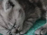 Британские котята, фотография 2