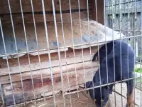 Немецкий ягдтерьер, фотография 2