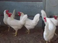 Куры несушки доставка по району, фотография 2