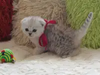 Шотландский котенок, фотография 4
