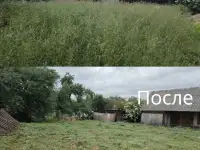 Покос травы/бурьяна/кустов Волковыск и пригород, фотография 8