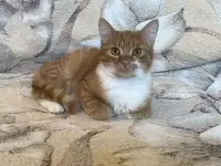 Чудесный рыжик в дар, фотография 2