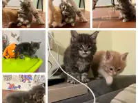 Котята, фотография 3