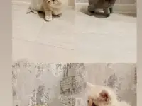 Котята шотланской прямоухой