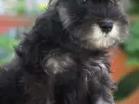 Щенок цвергшнауцера