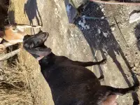 Нубийская коза