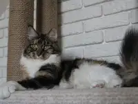 Взрослая кошка мейн-кун в добрые руки., фотография 5
