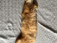 Котик в добрые руки, фотография 5
