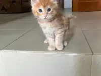 Котята, фотография 2