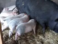 Продам поросят, фотография 2