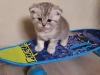 Котята, фотография 3