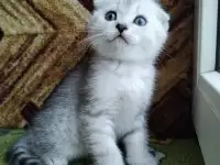 Скоттиш-страйт, шотландцы, фотография 11
