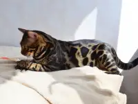 Угольный бенгальский котенок подрощенный, фотография 9
