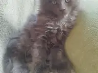 Мейн кун, фотография 3