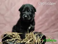 Щенки немецкой овчарки
