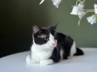 Котенок Лара в дар!