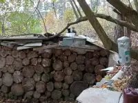 Котята нужен дом срочно помогите, фотография 2