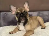 Французский бульдог, фотография 2
