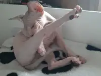Канадский сфинкс, фотография 4