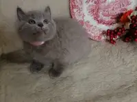 Британские Котята без примеси других пород