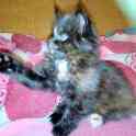 Мейн-кун котёнок, фотография 4