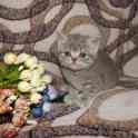 Шотландские котята, фотография 4
