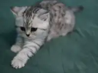 Шотландские котята, фотография 9