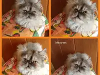 Персидские котята экстремального типа чистокровные.Персы.Котята., фотография 8