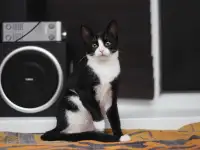 Кая ищет дом