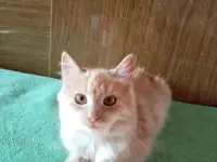 Ласковые, нежные котята в заботливые руки, фотография 2