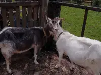 Продается коза