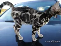 БЕНГАЛЬСКИЕ КЛУБНЫЕ КОТЯТА, фотография 6