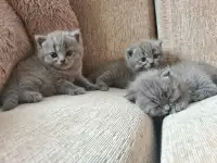 Британские короткошерстные котята, фотография 3