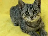 Котята 3-4 месяца, фотография 3