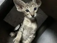 Ориентальные котята, ориенталы., фотография 6