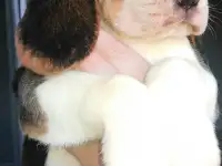 Бигль дёшево