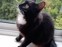 Черная кошка Санта ищет семью!, фотография 3