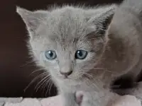 Кошка дымчатая, фотография 3