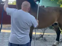 Жеребец, фотография 2