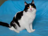 Красивый котик Масяня ищет семью!, фотография 2