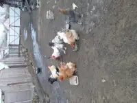 Яйцо инкубационное, фотография 4