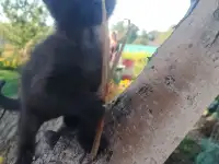 Милые котята ищут дом, фотография 5
