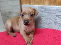 Щенки цвергпинчера