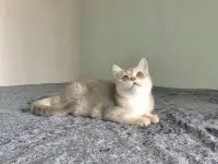 Шотландская кошка голубая золотая шиншилла, фотография 6