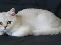 Шотландские котята, фотография 5