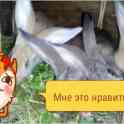 кролики Бельгийский Великан, фотография 2