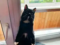 Черная кошка Санта ищет семью!, фотография 7
