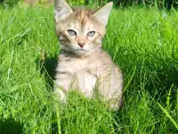 Котята в хорошие руки, фотография 5