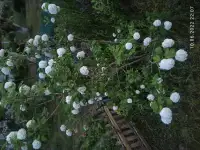 Рассада.Многолетники и кустарники, фотография 8