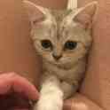 Британские кошечки 2.8 месяца, фотография 9